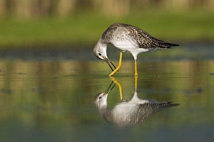 Images Dated 28th August 2007: Lesser Yellowlegs - in August at Jamaica Bay NWR - NY - USA