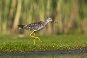 Images Dated 28th August 2007: Lesser Yellowlegs - in August at Jamaica Bay NWR - NY - USA