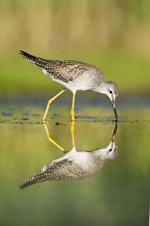 Images Dated 11th January 2007: Lesser Yellowlegs - in August at Jamaica Bay NWR - NY - USA