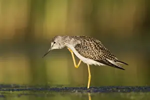 Lesser Yellowlegs - in August at Jamaica Bay NWR - NY - USA