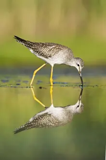Yellowlegs Prints: Lesser Yellowlegs - in August at Jamaica Bay NWR - NY - USA