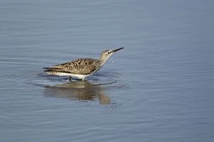 Images Dated 27th April 2012: Lesser Yellowlegs - drinking