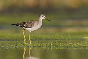 Images Dated 11th September 2007: Lesser Yellowlegs - at Jamaica Bay NWR, NY in September. USA