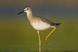 Images Dated 12th August 2007: Lesser Yellowlegs - at Jamaica Bay Refuge in Queens NY in August. USA
