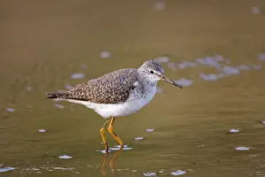 Lesser Yellowlegs - Standing in shallow water - January - North Norfolk - UK