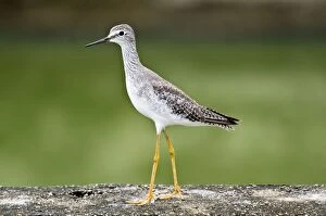 Images Dated 5th December 2008: Lesser Yellowlegs - on stone surface - water treatment plant - Trinidad
