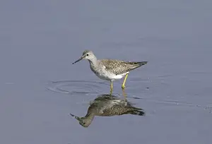 Yellowlegs Prints: Lesser Yellowlegs - vagrant - Isles of Scilly - October
