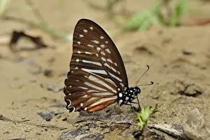 Lesser Zebra - male - Danaid mimic of Parantica sp. - Gunung Leuser National Park - Northern Sumatra - Indonesia
