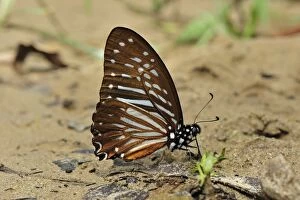 Lesser Zebra - male (Papilio macareus xanthosoma )
