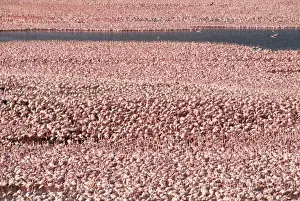 Lessser Flamingo Lake Bogoria, rift valley, Kenya, Africa