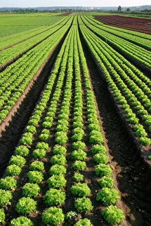 Images Dated 7th June 2003: Lettuce - crop in field Near Paris - France