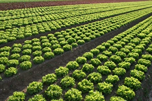 Images Dated 7th June 2003: Lettuce Field Montesson, France