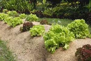Lettuces Prints: Lettuces - being grown. Bali - Indonesia