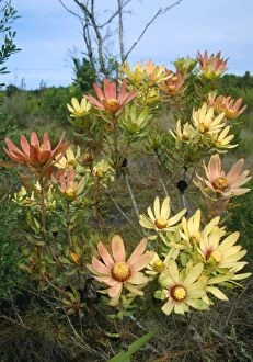 Images Dated 28th December 2006: Leucadendron sessile - in flower in the Fynbos region of the Western Cape Province, South Africa