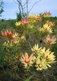 Leucadendron sessile - in flower in the Fynbos region of the Western Cape Province, South Africa