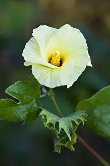 Cotton Prints: Levant Cotton - Botanical Gardens - Puerto de la Cruz - Tenerife - February