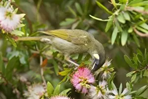 Lewins Honeyeater - adult sits on a Bottle Brush bush sucking nectar from the blossoms