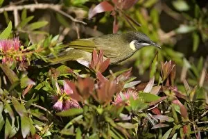 Images Dated 4th October 2008: Lewin's Honeyeater - adult sits on a Bottle Brush bush about to suck nectar from the blossoms