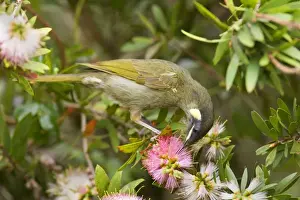 Lewin's Honeyeater - adult sits on a Bottle Brush bush sucking nectar from the blossoms - Lamington National Park, Central Eastern Australian Rainforest World Heritage Area, Queensland, Australia