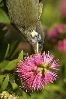 Lewins Honeyeater - portrait of an adult hanging upside down sucking nectar from a Bottle Brush blossom