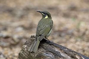 Images Dated 29th May 2011: Lewin's Honeyeater - rainforest at Malanda, Atherton Tableland, Queensland, Australia