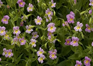 Lewis Prints: Lewis Monkey-flower - growing by mountain stream
