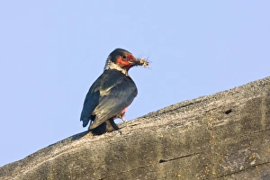 Images Dated 5th July 2008: Lewis's Woodpecker, Melanerpes lewis. Washington in July