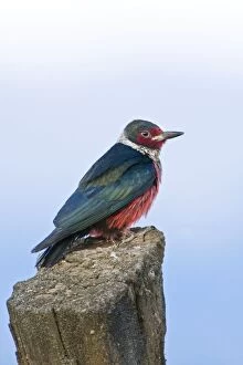 Images Dated 6th July 2008: Lewis's Woodpecker, Melanerpes lewis. Washington in July