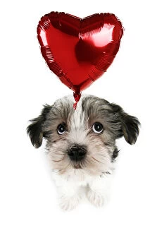 Lhasa Apso cross Dog, puppy (7 weeks old) sitting down looking up at a heart shaoed helium balloon Date: 31-Dec-07