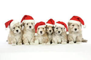 Litter Collection: Lhasa Apso cross Shih Tzu Dog - 7 weeks old puppies wearing Christmas hats