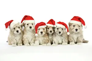 Lhasa Apso cross Shih Tzu Dog - 7 weeks old puppies wearing Christmas hats. Digital Manipulation: Christmas hats JD