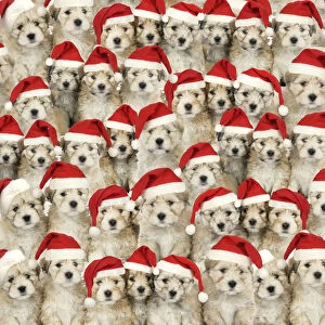 Backgrounds Gallery: Lhasa Apso cross Shih Tzu Dog, puppies wearing Christmas