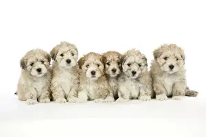 Lhasa Apso cross Shih Tzu Dogs - 7 weeks old puppies