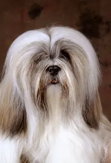 Lhasa Apso Dog