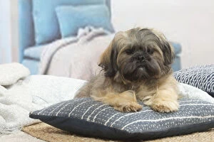 Lhasa Apso dog indoors in the living room