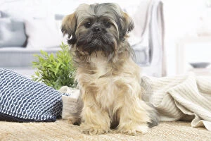 Images Dated 16th November 2020: Lhasa Apso dog indoors in the living room