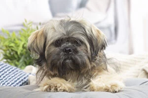 Images Dated 16th November 2020: Lhasa Apso dog indoors in the living room