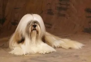 Lhasa Apso Prints: Lhasa Apso Dog JD 10578 © John Daniels / ARDEA LONDON