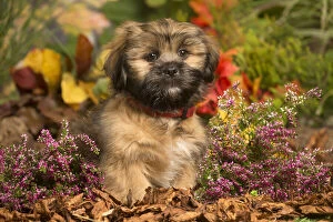 Images Dated 15th October 2019: Lhasa Apso dog outdoors in Autumn