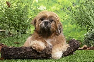 Images Dated 16th November 2020: Lhasa Apso dog outdoors in the garden