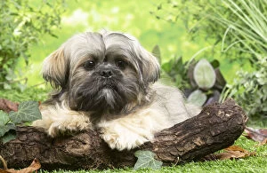 Images Dated 16th November 2020: Lhasa Apso dog outdoors in the garden