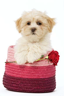 Lhasa Apso Dog, puppy in pink raffia basket holding single red rose Date: 27-Jan-09