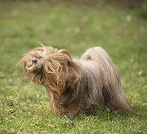 Lhasa Apso dog shaking itself in the garden
