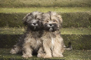 Lhasa Apso puppies sitting on steps