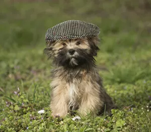 Lhasa Apso puppy in the garden wearing a flat cap