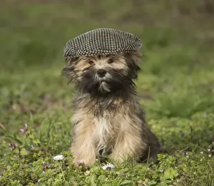 Lhasa Prints: Lhasa Apso puppy in the garden wearing a flat cap