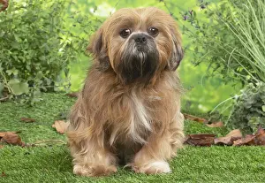 LHASSA APSO