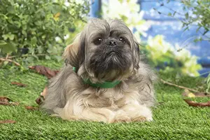 LHASSA APSO