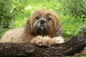 LHASSA APSO