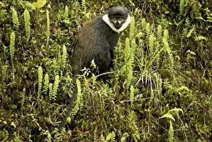 Rwanda Prints: L'Hoest's Monkey - Nyungwe - Rwanda - Africa